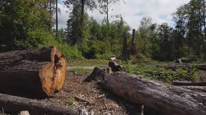 Best Tree Removal  in Decatur, GA