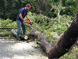 Best Commercial Tree Services  in Decatur, GA
