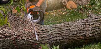 Best Lawn Renovation and Restoration  in Decatur, GA