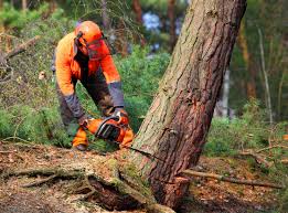 Best Storm Damage Tree Cleanup  in Decatur, GA
