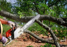 Best Lawn Pest Prevention  in Decatur, GA