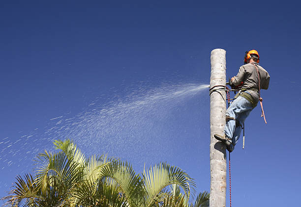 Best Tree Health Inspection  in Decatur, GA