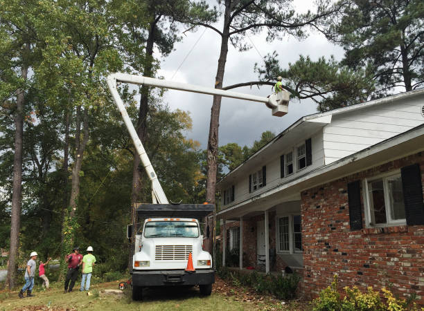 Reliable Decatur, GA Tree Care Solutions