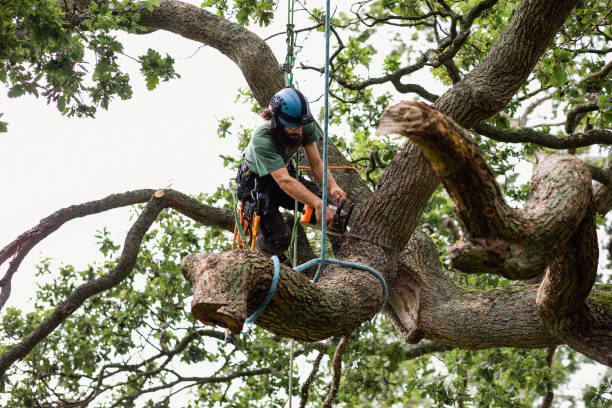 Best Hedge Trimming  in Decatur, GA