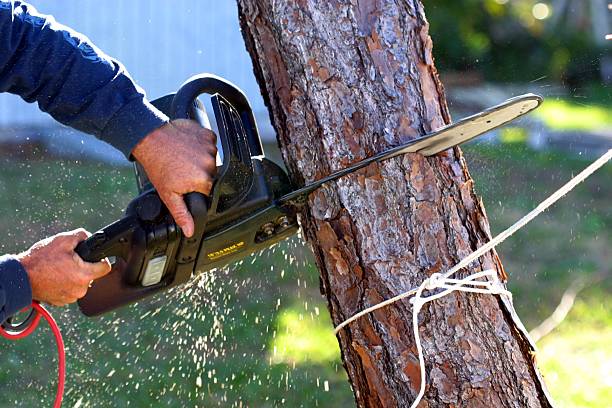 Best Firewood Processing and Delivery  in Decatur, GA