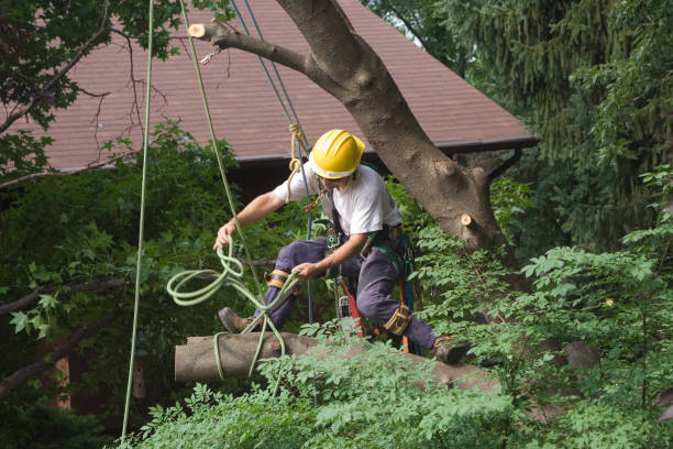Best Fruit Tree Pruning  in Decatur, GA