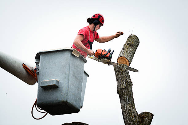 Best Tree Mulching  in Decatur, GA