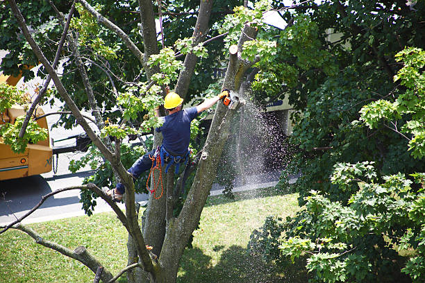 Best Utility Line Clearance  in Decatur, GA