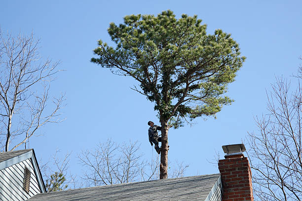 Best Hazardous Tree Removal  in Decatur, GA