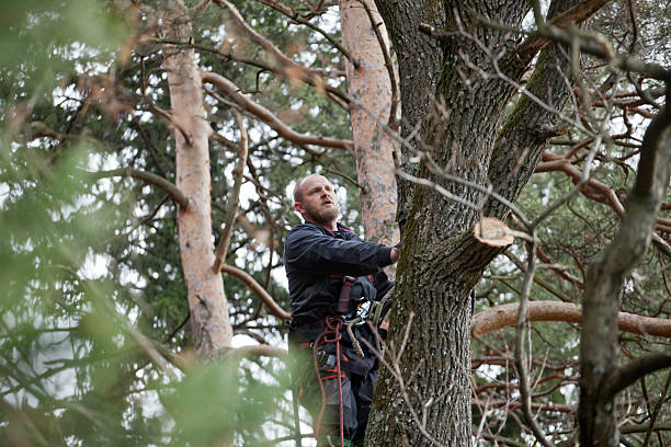 How Our Tree Care Process Works  in  Decatur, GA